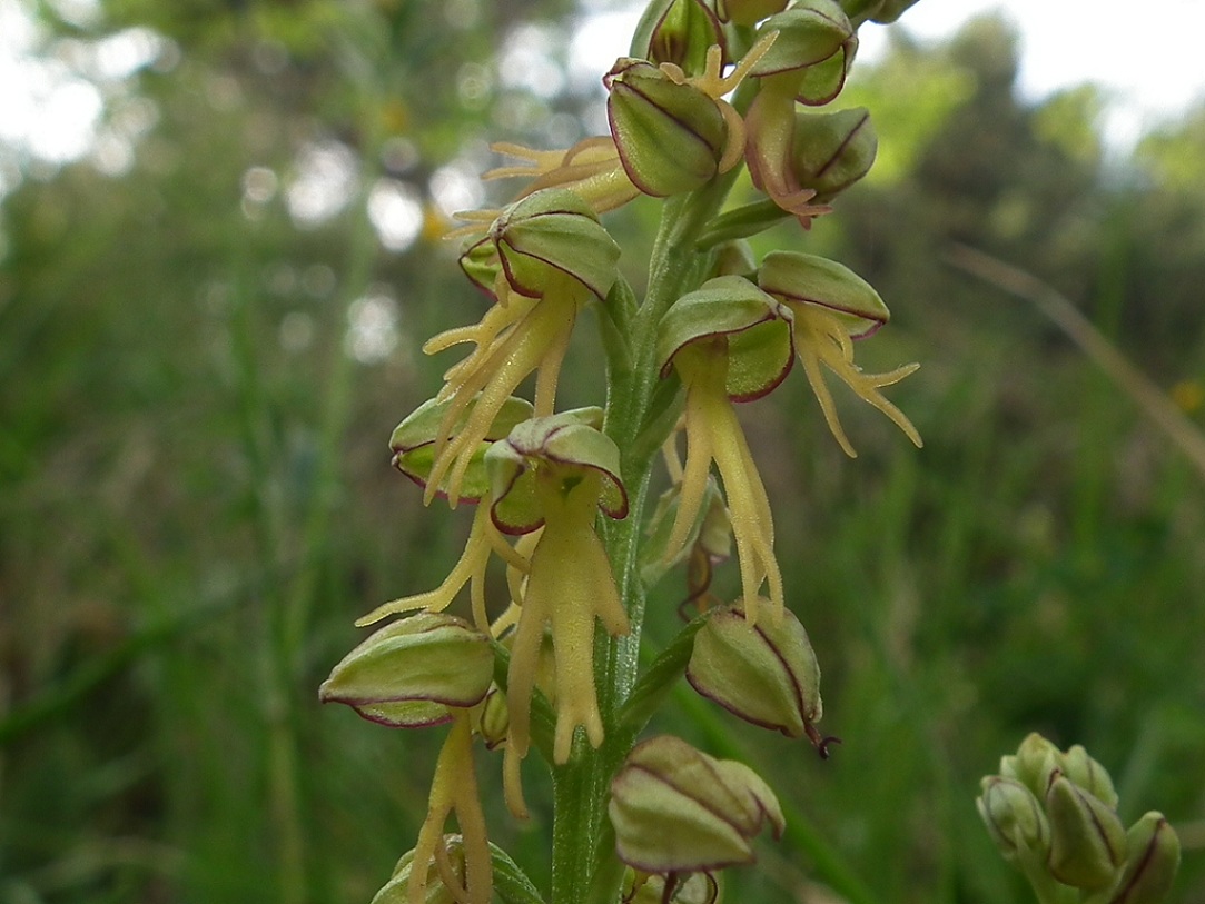 Orchis anthropophora